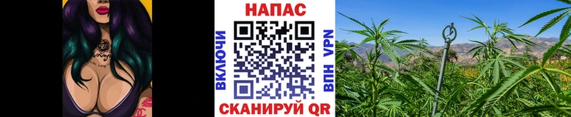 Бошки Шишки сатива  где продают наркотики  Пошехонье 